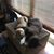 Neeraja Lockart's profile image