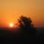 Diane Walsh Jones's profile image