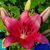 Michelle Harvill's profile image