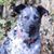 Carol Shepherd's profile image