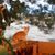 Joy Marchant's profile image