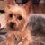 Sharon Hillman Lake's profile image