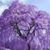 Diane Grimes's profile image