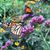 Mary V Forlano's profile image