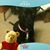 Jean Heim-Shelton's profile image