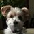 Ken Kolesky's profile image