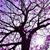Karen Dominey's profile image