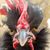 Georgiana Easter Williams's profile image