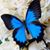 Lesley Maria Majer's profile image