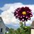 Rhonda Powa's profile image