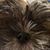 Tai Brandi Atkinson's profile image