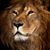 Gary Georgi's profile image