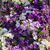 Walter N Essie Donque's profile image