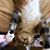 Geri Gillespie's profile image