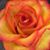 Tara Flynn Beaire's profile image