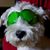 Massimo Ardizzoni's profile image