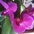 Mirta Gautier's profile image