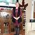 Gloria Korlewitz-Quinn's profile image
