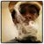 Dutch Santiago's profile image