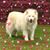 Linda Eckrote Youngman's profile image