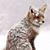Kacey Fox's profile image