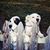 Amy Waldheim Kirks's profile image