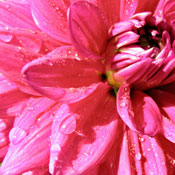 FlowerGiver T.'s profile image