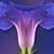 Barbara Efinger Walling's profile image