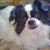 Pat DeLorenzo's profile image