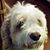 Neal Asuncion's profile image