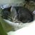 Andrea Di Stefano's profile image