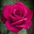 Rosanna Ramos's profile image