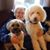 Peggy Laine's profile image