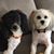 AnnMarie Bellona-Tozzi's profile image