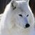 Arctic Wolf's profile image