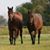 Carole Straub's profile image