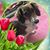 Lori Ann Wright's profile image