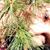 Charlene Cullinane's profile image