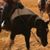 Louise Urdahl's profile image
