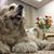 Sheryl Thomas's profile image