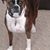 Lynn Gurkey's profile image