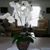 Denise Dawson's profile image