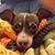 Pat McArtor's profile image