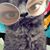 Lisa French Tichenor's profile image