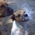 Frank Herron's profile image
