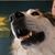 Cherold Rhodes's profile image