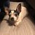 Cherie Brandon-Murphy's profile image