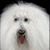 Joey Halasz's profile image