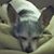 Duke Miller-Cordle's profile image