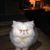 Cathy Evans's profile image